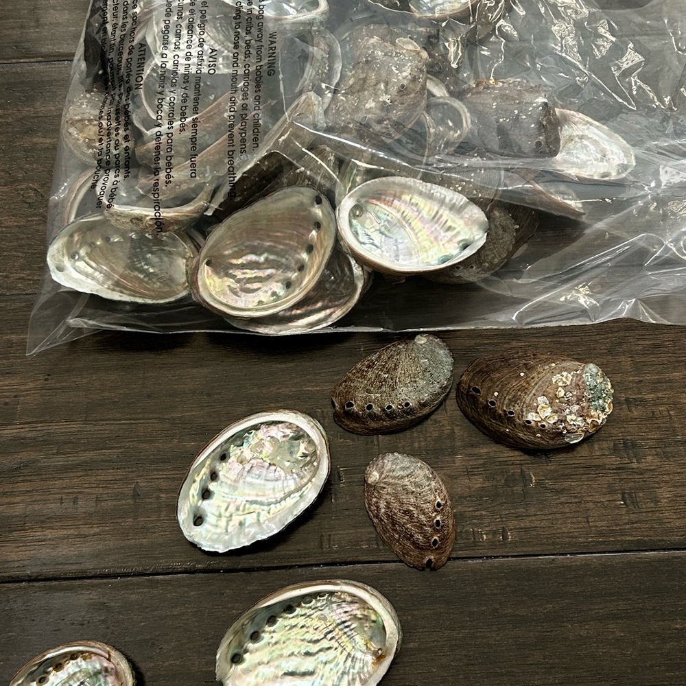 Natural Abalone Shells Collection - Picture 2 of 6